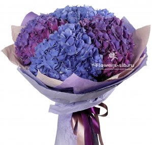 Bouquet of hydrangeas